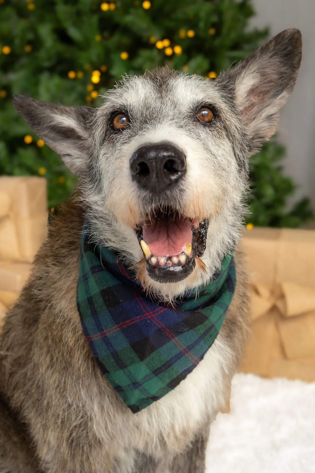 Perro con pañuelo verde frente al árbol de Navidad