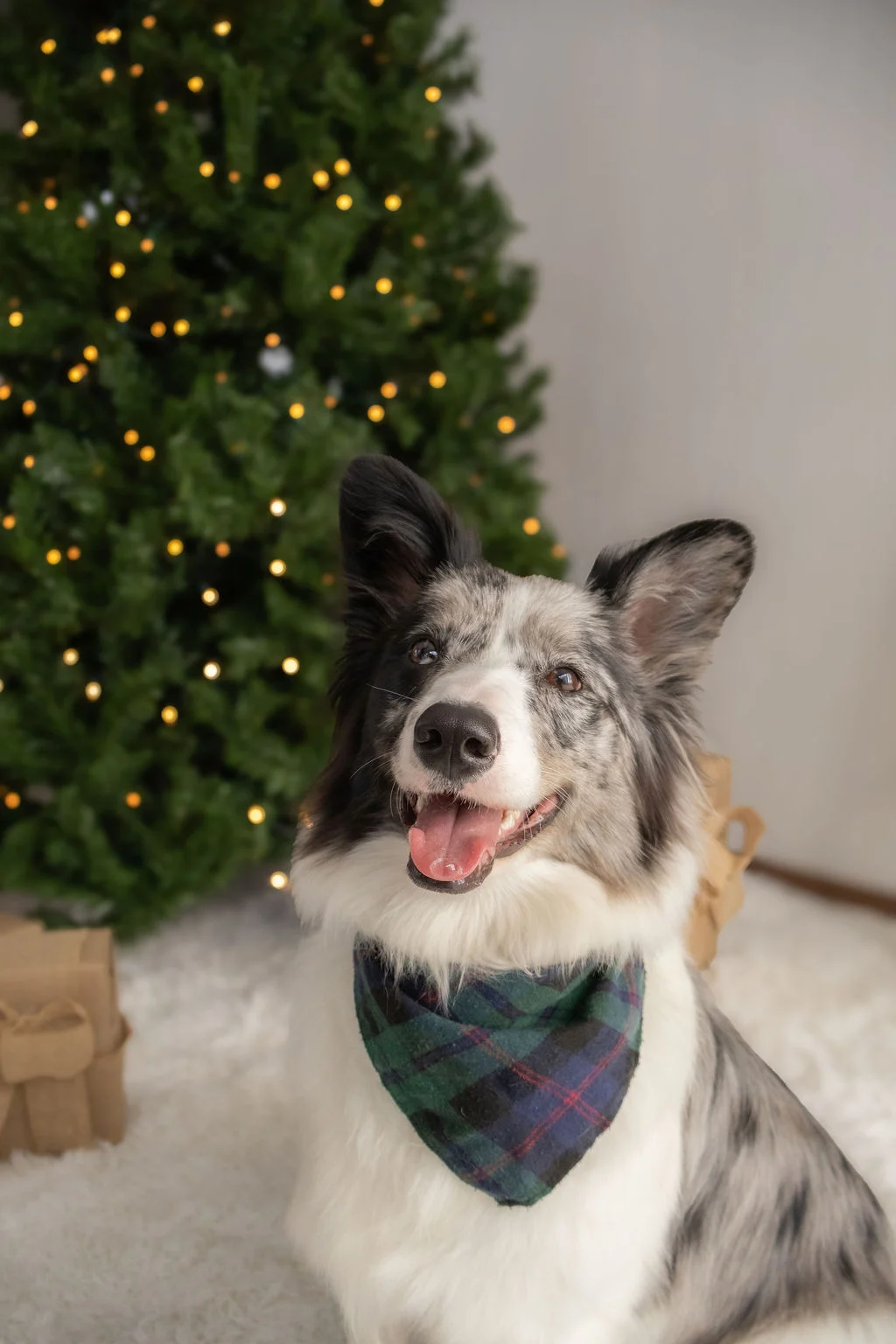 Retrato de perro junto a luces navideñas